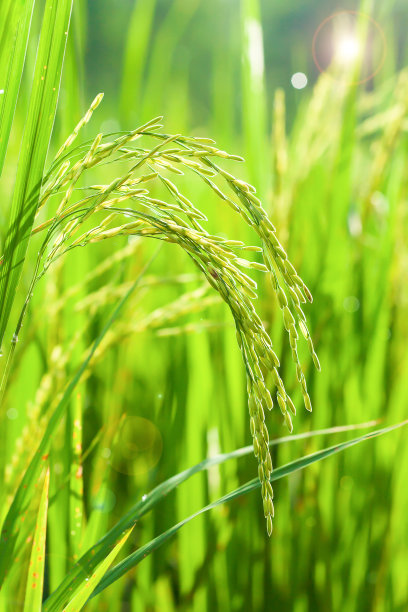水稻,稻谷,金黄,成熟