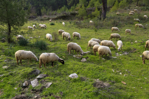 牧羊人的生活