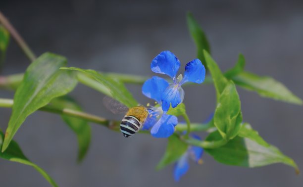 澳洲昆虫