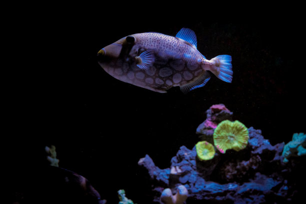 鱼缸背景图,珊瑚,鱼缸造景