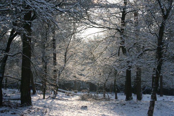 森林雪地寒冬树林