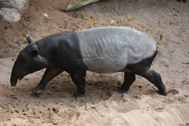 tapir