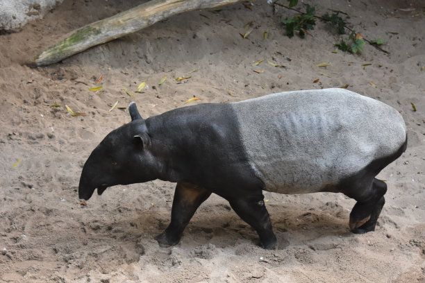 tapir