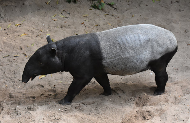 tapir