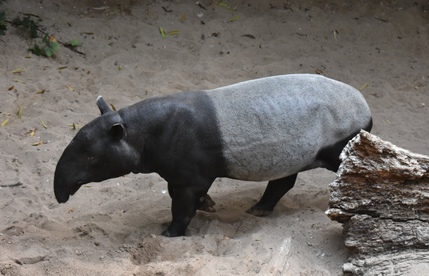 tapir