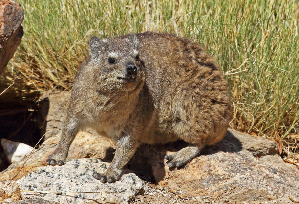 hyracoidea