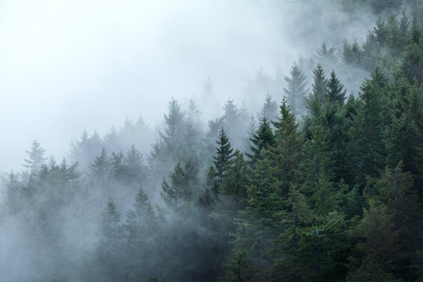 迷雾树林