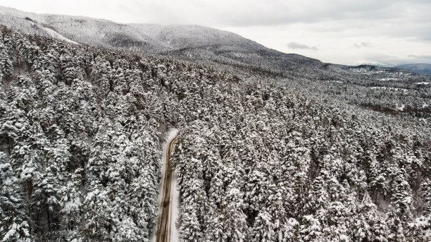 冰雪植物小景