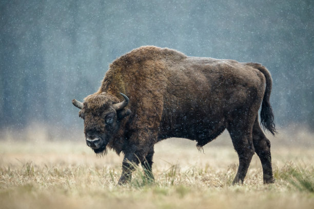 bison