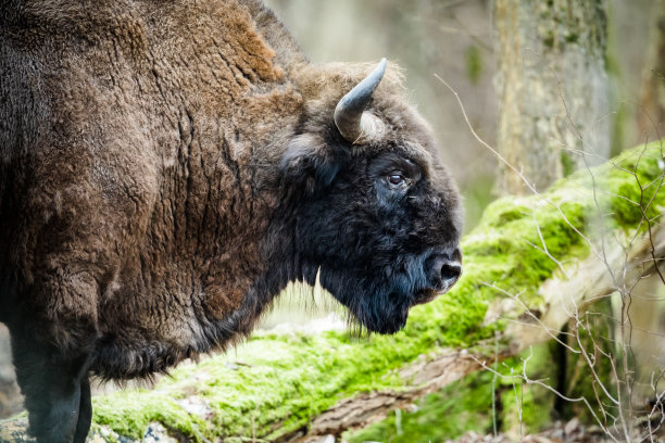 bison