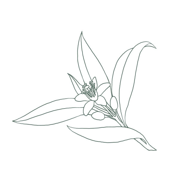 白色花朵的柑橘树枝