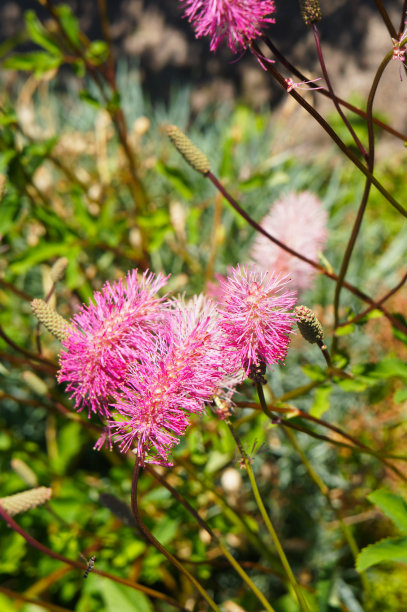 长花蕊