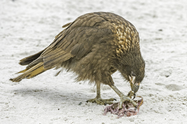 carnivore