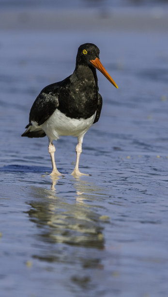 charadriiformes