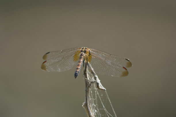 黄翅赤蜻