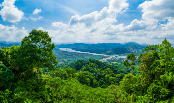 高山脉树林