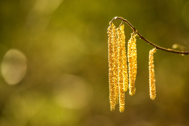 榛子开花