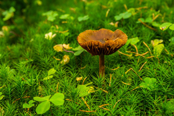 草地上蘑菇的特写镜头