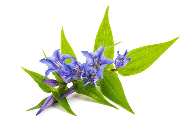 gentian
