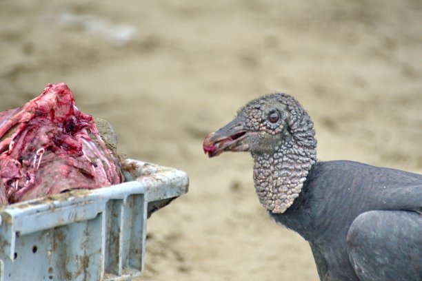 carrion