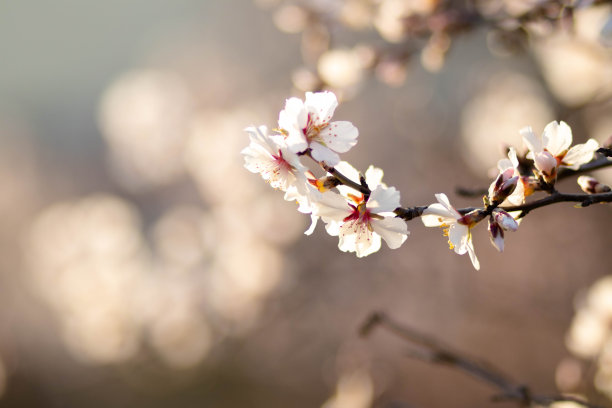 简约梅花