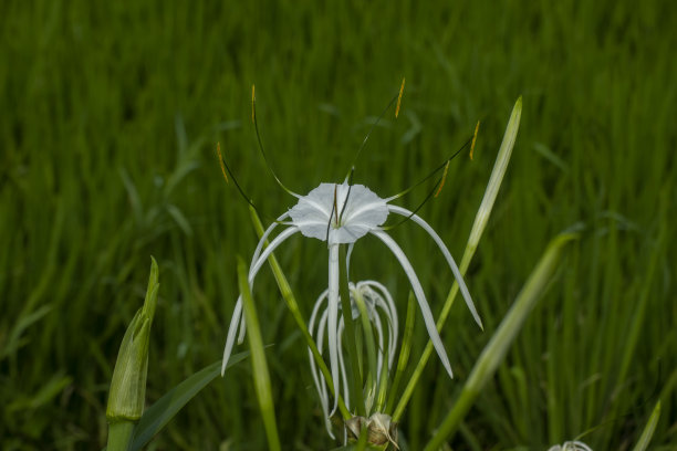 水生花草