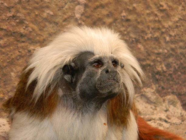 saguinus