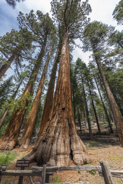 光影森林木板背景