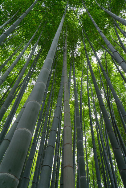 夏日竹林