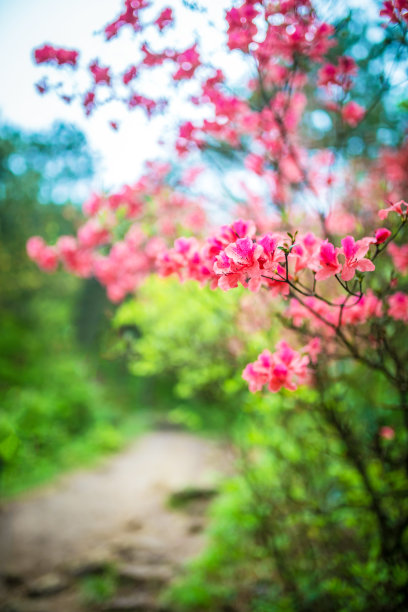 花朝路