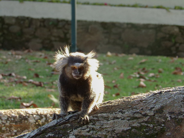saguinus