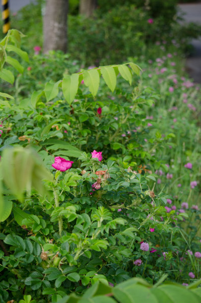 rugosa