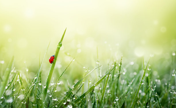 清明时节雨纷纷