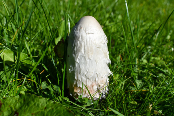 coprinus