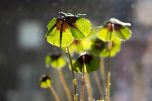 四叶草花丛