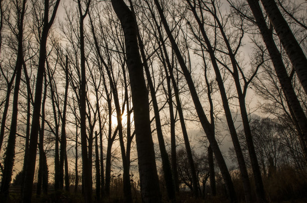 夕阳树林