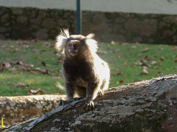 saguinus