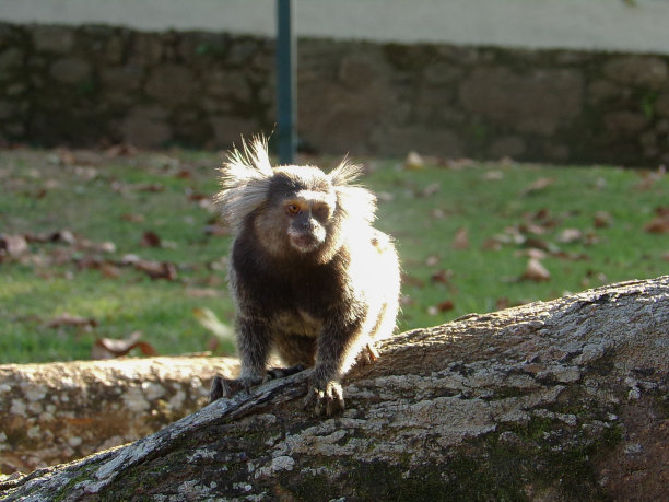 saguinus