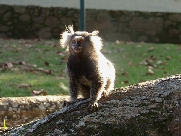 saguinus