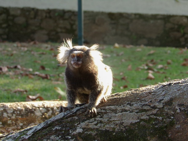 saguinus