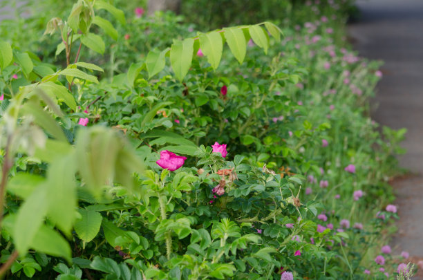 rugosa