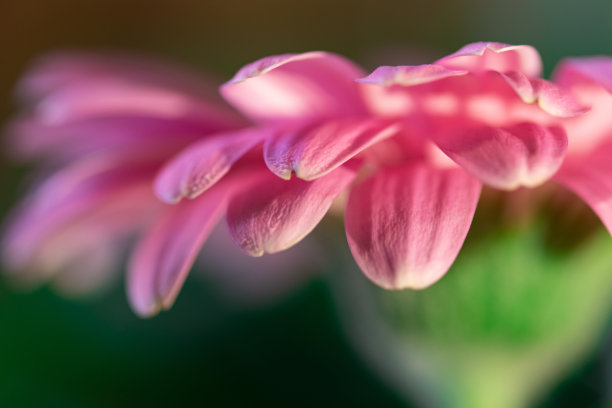 艳丽花朵花纹