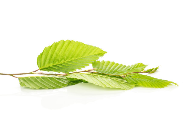 榆树花开