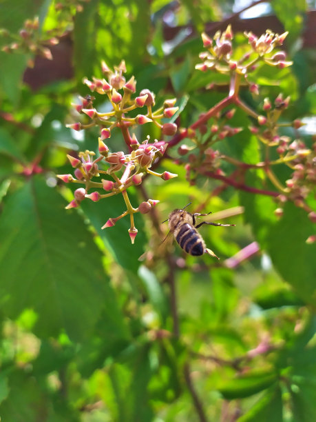 小蜜蜂葡萄