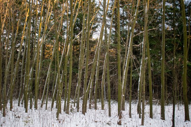 冬季白桦树林白桦树杆雪地