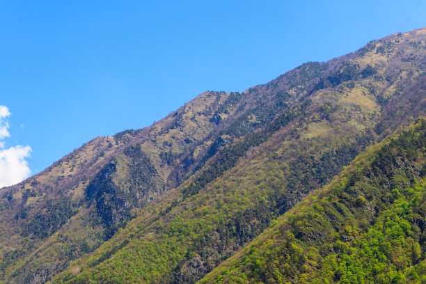 高山脉树林