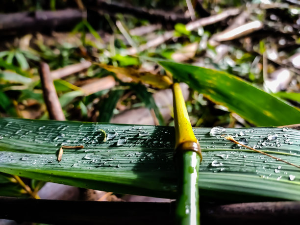 雨天的森林植物蕨类和植物