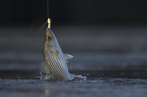 rockfish
