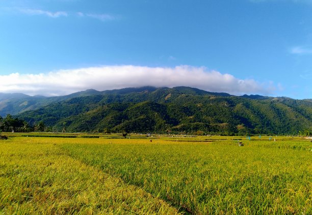 乡间花海美景