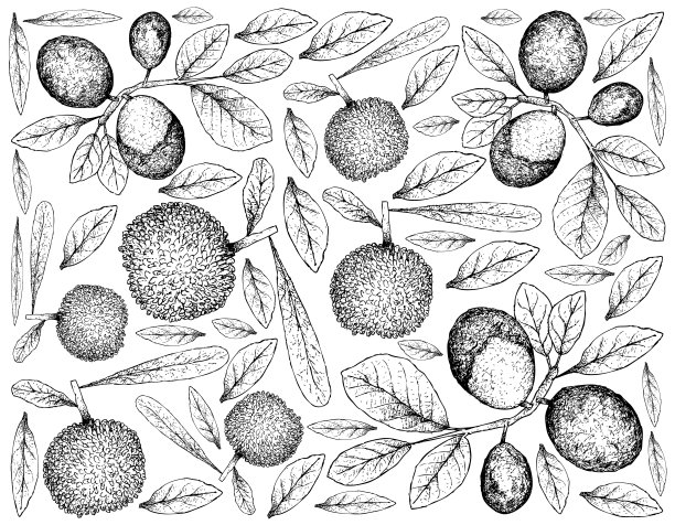 西梅水果插画